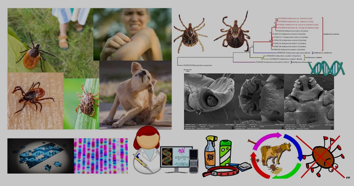 Graphical abstract